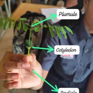Germinated (2)
